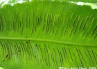 <i>Hemidictyum marginatum</i>  (L.) C. Presl  [Woodsiaceae]