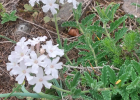 <i>Glandularia platensis</i> (Spreng.) Schnack & Covas [Verbenaceae]