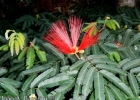 <i>Calliandra tweedii</i> Benth. [Fabaceae]