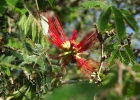 <i>Calliandra tweedii</i> Benth. [Fabaceae]