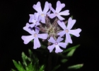 <i>Glandularia thymoides</i> (Cham.) N. O' Leary [Verbenaceae]