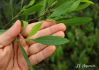 <i>Dodonaea viscosa</i> Jacq. [Sapindaceae]