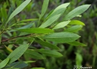 <i>Dodonaea viscosa</i> Jacq. [Sapindaceae]