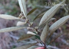 <i>Piptocarpha regnelii</i> (Sch. Bip.) Cabrera  [Asteraceae]