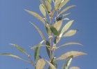 <i>Piptocarpha regnelii</i> (Sch. Bip.) Cabrera  [Asteraceae]