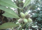 <i>Mollinedia uleana</i> Perkins  [Monimiaceae]