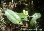 <i>Mollinedia uleana</i> Perkins  [Monimiaceae]