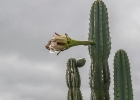 <i>Cereus alacriportanus</i> Pfeiff. [Cactaceae]