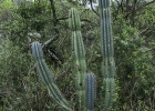 <i>Cereus alacriportanus</i> Pfeiff. [Cactaceae]