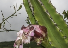 <i>Cereus alacriportanus</i> Pfeiff. [Cactaceae]