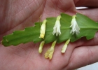 <i>Lepismium houlletianum</i> (Lem.) Barthlott [Cactaceae]