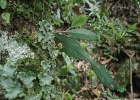 <i>Lepismium houlletianum</i> (Lem.) Barthlott [Cactaceae]