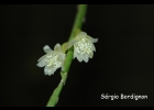 <i>Lepismium warmingianum</i> (K. Schum.) Barthlott [Cactaceae]