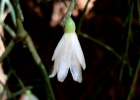 <i>Rhipsalis campos-portoana</i> Loefgr. [Cactaceae]