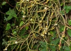<i>Rhipsalis floccosa</i> Salm-Dyck ex Pfeiff. [Cactaceae]