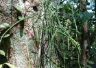 <i>Rhipsalis teres</i> (Vell.) Steud. [Cactaceae]