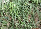 <i>Rhipsalis teres</i> (Vell.) Steud. [Cactaceae]