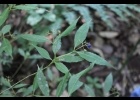 <i>Psychotria leiocarpa</i> Cham. & Schltdl. [Rubiaceae]