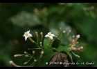 <i>Psychotria leiocarpa</i> Cham. & Schltdl. [Rubiaceae]