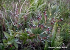 <i>Persea venosa</i> Nees [Lauraceae]