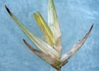 <i>Chusquea ramosissima</i> Lindm. [Poaceae]