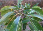 <i>Persea willdenovii</i> Kosterm.  [Lauraceae]