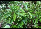 <i>Persea venosa</i> Nees [Lauraceae]