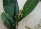<i>Myrcia eugeniopsoides</i> (D.Legrand & Kausel) Mazine [Myrtaceae]