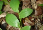 <i>Pharus lappulaceus</i> Aubl. [Poaceae]