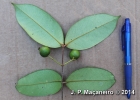<i>Myrcia eugeniopsoides</i> (D.Legrand & Kausel) Mazine [Myrtaceae]