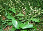 <i>Pharus lappulaceus</i> Aubl. [Poaceae]