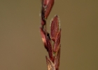 <i>Leersia hexandra</i> Sw. [Poaceae]
