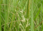 <i>Luziola peruviana</i> Juss. ex J. F. Gmel. [Poaceae]