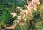 <i>Cortaderia selloana</i> (Schult. & Schult. F.) Asch. & Graebn. [Poaceae]