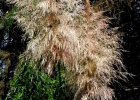 <i>Cortaderia selloana</i> (Schult. & Schult. F.) Asch. & Graebn. [Poaceae]