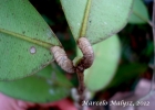 <i>Marlierea eugeniopsoides</i> (D. Legrand & Kausel) D. Legrand [Myrtaceae]