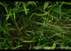 <i>Eragrostis airoides</i> Nees. [Poaceae]