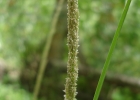 <i>Sporobolus indicus</i> (L.) R.Br. [Poaceae]