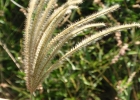 <i>Chloris elata</i> Desv. [Poaceae]