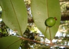 <i>Marlierea eugeniopsoides</i> (D. Legrand & Kausel) D. Legrand [Myrtaceae]