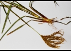 <i>Eustachys distichophylla</i> (Lag.) Nees [Poaceae]
