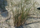 <i>Spartina ciliata</i> Brongn. [Poaceae]