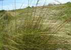 <i>Aristida jubata</i> (Arechav.) Herter [Poaceae]