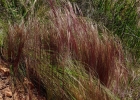 <i>Aristida jubata</i> (Arechav.) Herter [Poaceae]