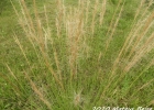 <i>Aristida laevis</i> (Nees) Kunth [Poaceae]