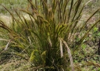 <i>Aristida laevis</i> (Nees) Kunth [Poaceae]