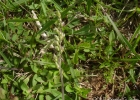 <i>Briza subaristata</i> Lam. [Poaceae]