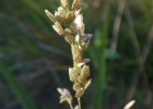 <i>Chascolytrum calotheca</i> (Trin.) Essi, Longhi-Wagner & Souza-Chies [Poaceae]