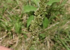 <i>Chascolytrum uniolae</i> (Nees) Essi, Longhi-Wagner & Souza-Chies [Poaceae]