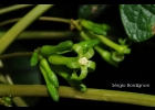 <i>Vasconcellea quercifolia</i> A. St.-Hil. [Caricaceae]